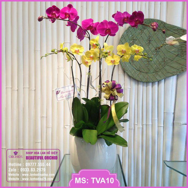 Chậu hoa lan tặng khai trương