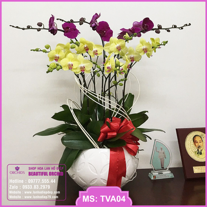 Chậu hoa lan hồ điệp 8 cành màu tím vàng là món quà ý nghĩa dành tặng người thân, bạn bè và đối tác, thể hiện sự sang trọng và đẳng cấp