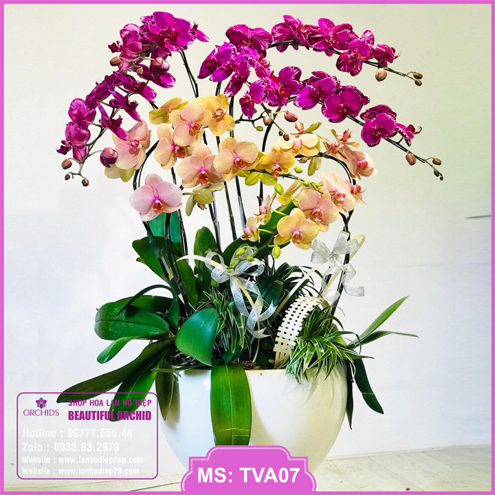 Chậu hoa lan hồ điệp đẹp