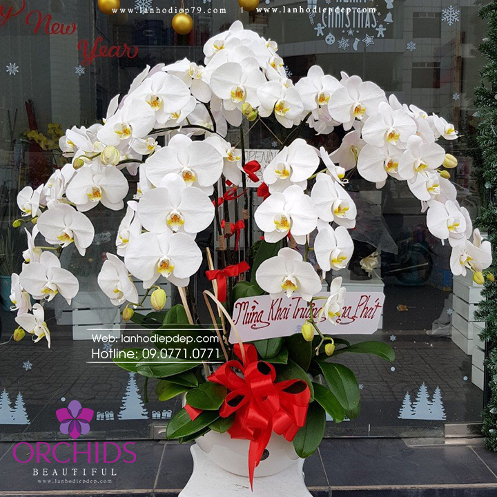 Chậu hoa lan hồ điệp trắng 10 cành