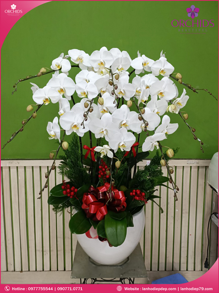 Chậu hoa lan hồ điệp trắng 10 cành