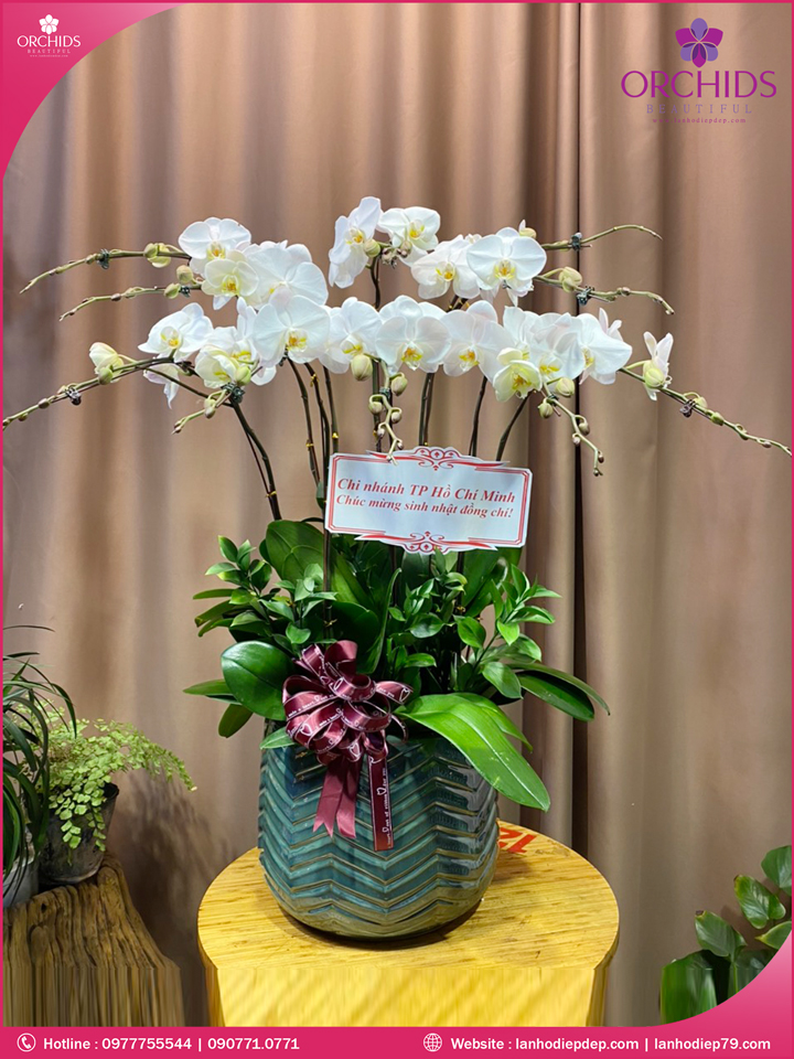 Chậu hoa lan hồ điệp trắng 10 cành