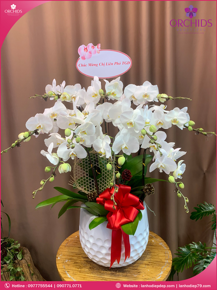 Chậu hoa lan hồ điệp trắng 10 cành