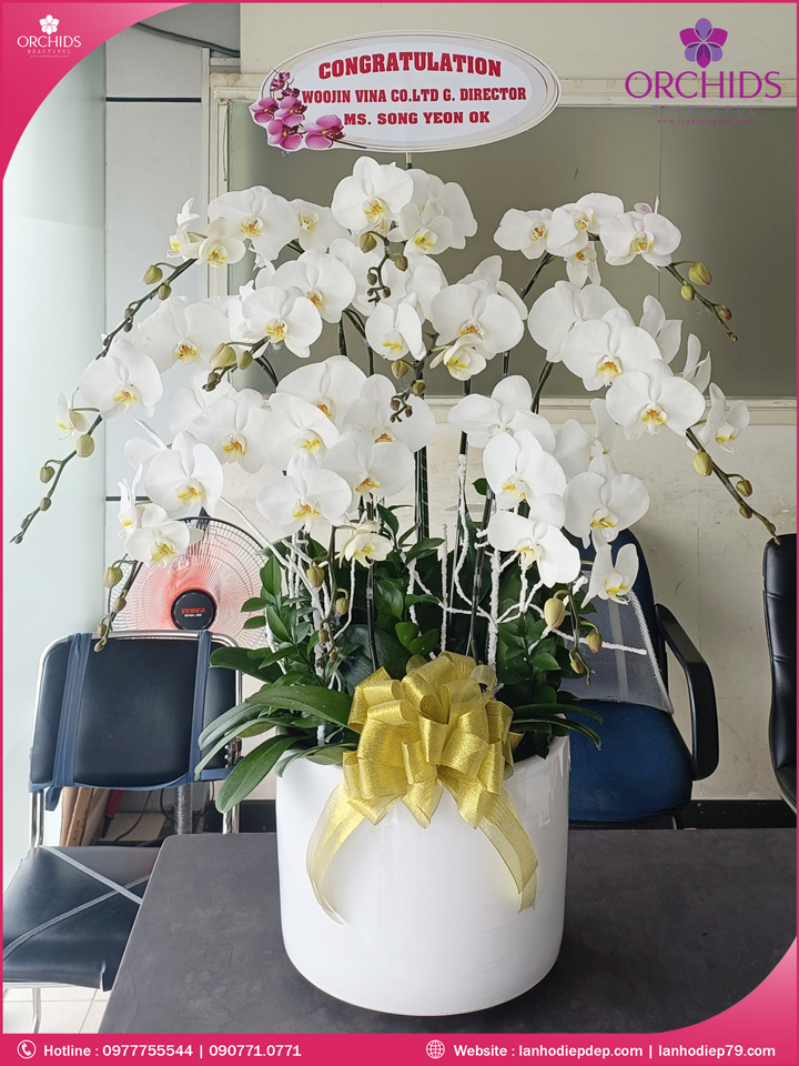 Chậu hoa lan hồ điệp trắng 10 cành