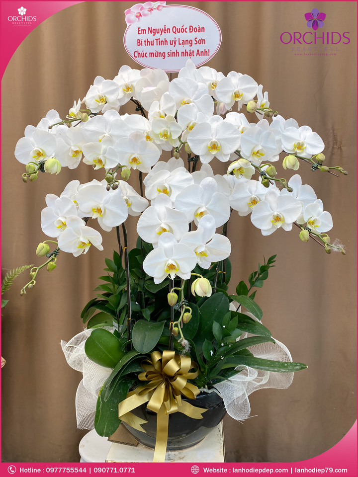 Chậu hoa lan hồ điệp trắng 10 cành