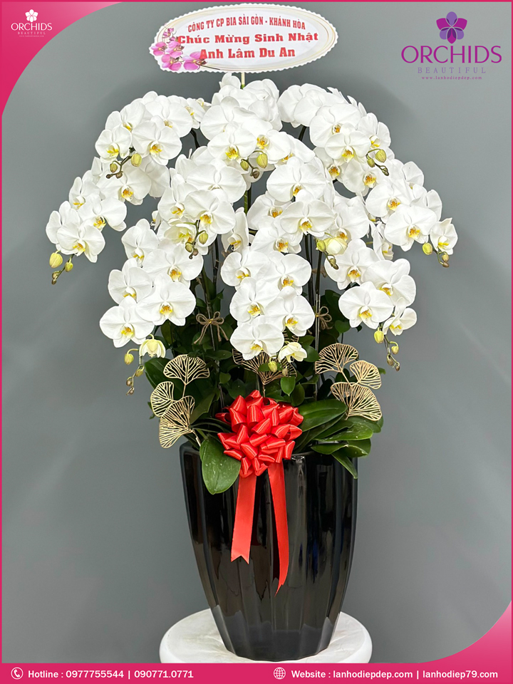 Chậu hoa lan hồ điệp trắng 10 cành