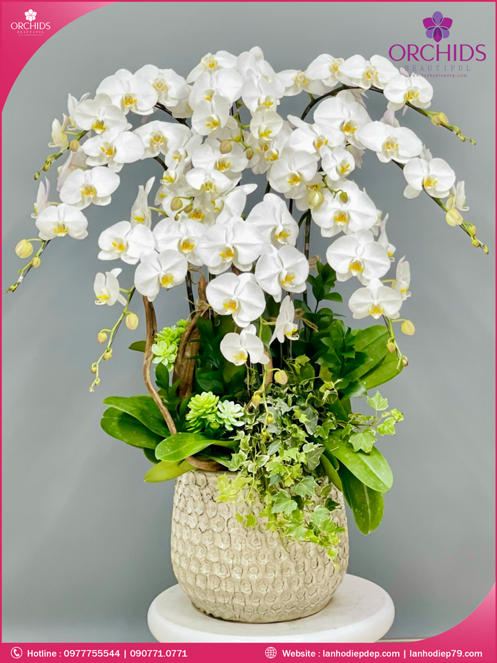 Chậu hoa lan hồ điệp trắng 10 cành