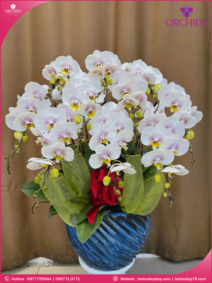 Chậu hoa lan hồ điệp trắng 10 cành