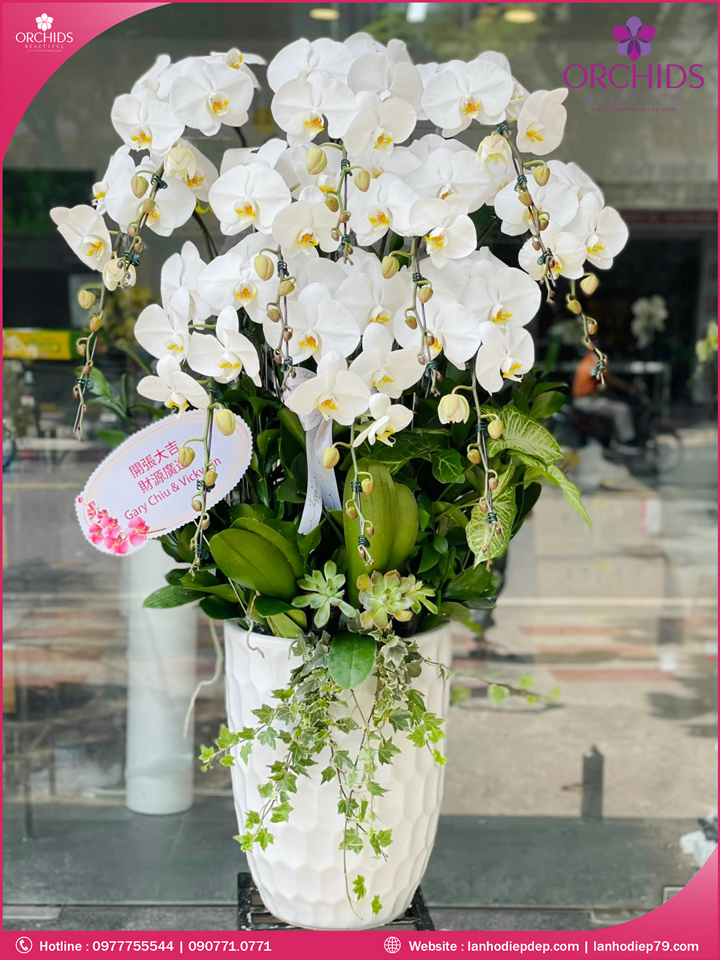 Chậu hoa lan hồ điệp trắng 10 cành