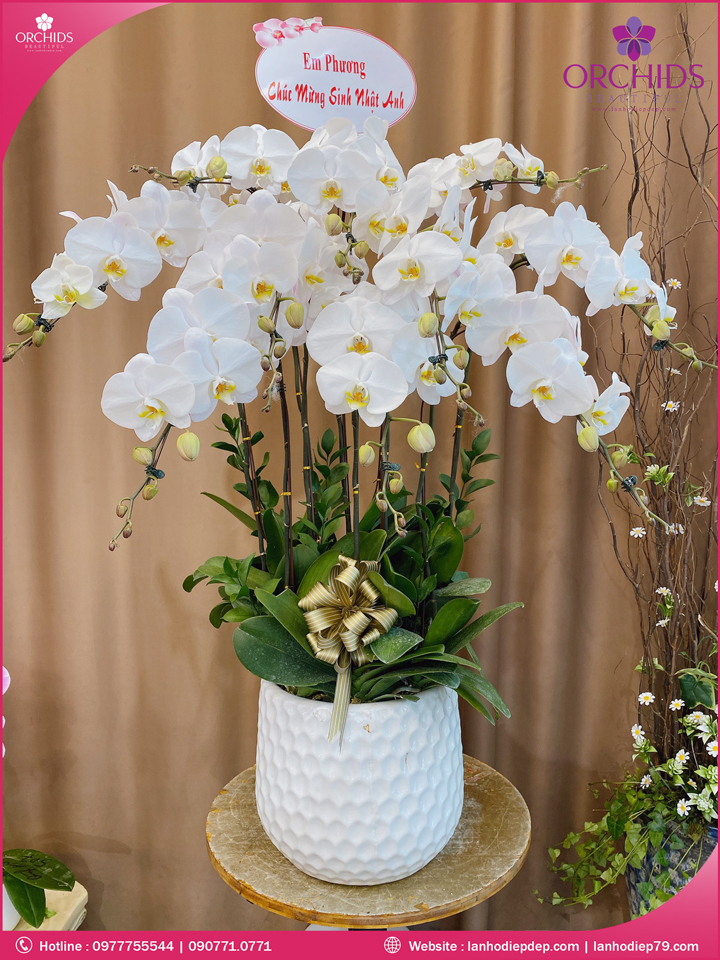 Chậu hoa lan hồ điệp trắng 10 cành