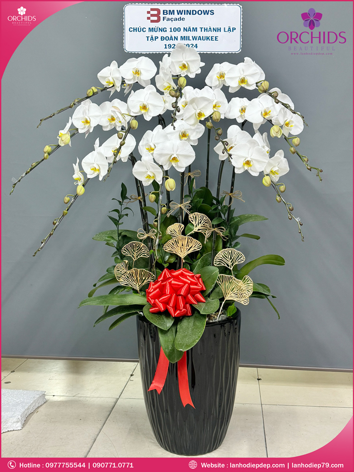 Chậu hoa lan hồ điệp trắng 10 cành