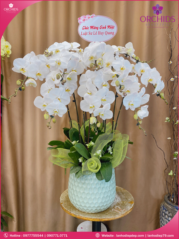 Chậu hoa lan hồ điệp trắng 10 cành
