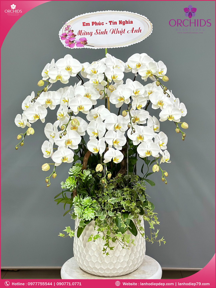 Chậu hoa lan hồ điệp trắng 10 cành