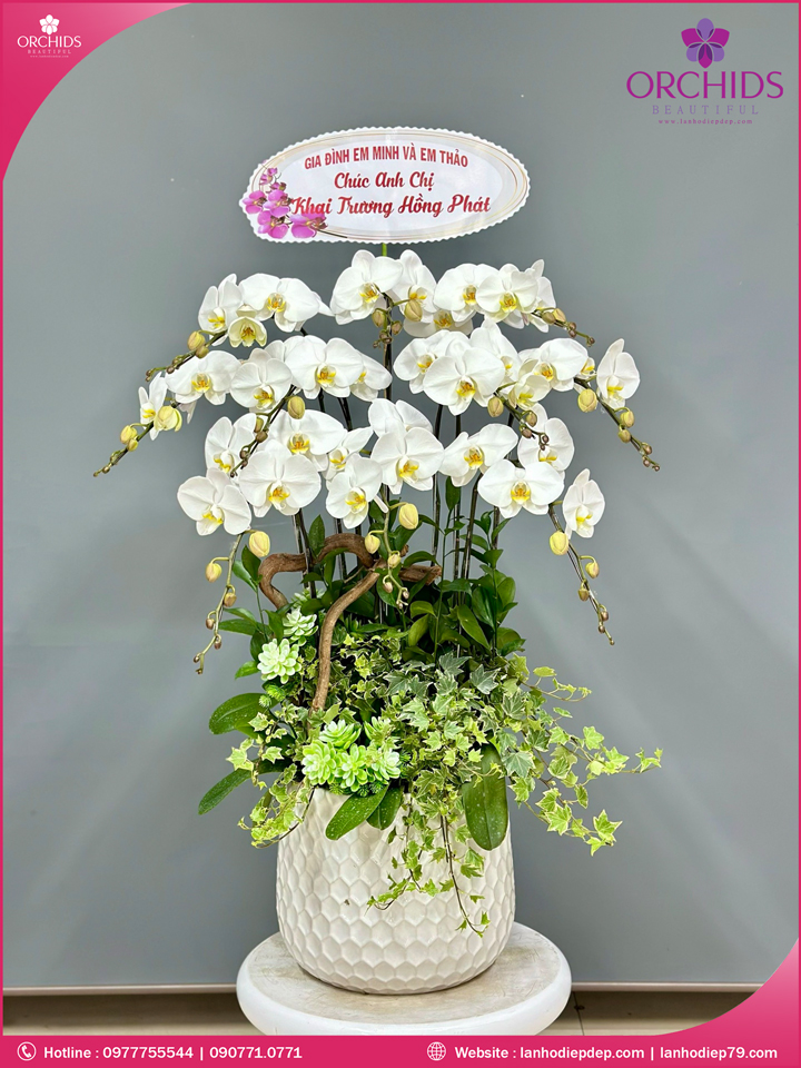 Chậu hoa lan hồ điệp trắng 10 cành