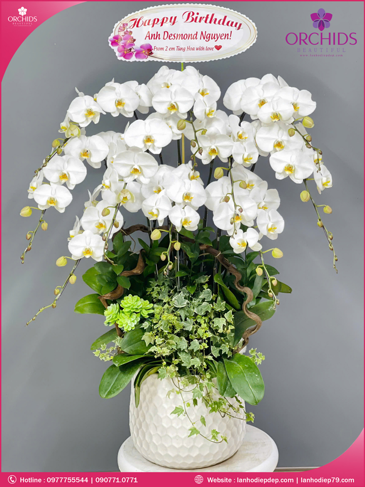 Chậu hoa lan hồ điệp trắng 10 cành
