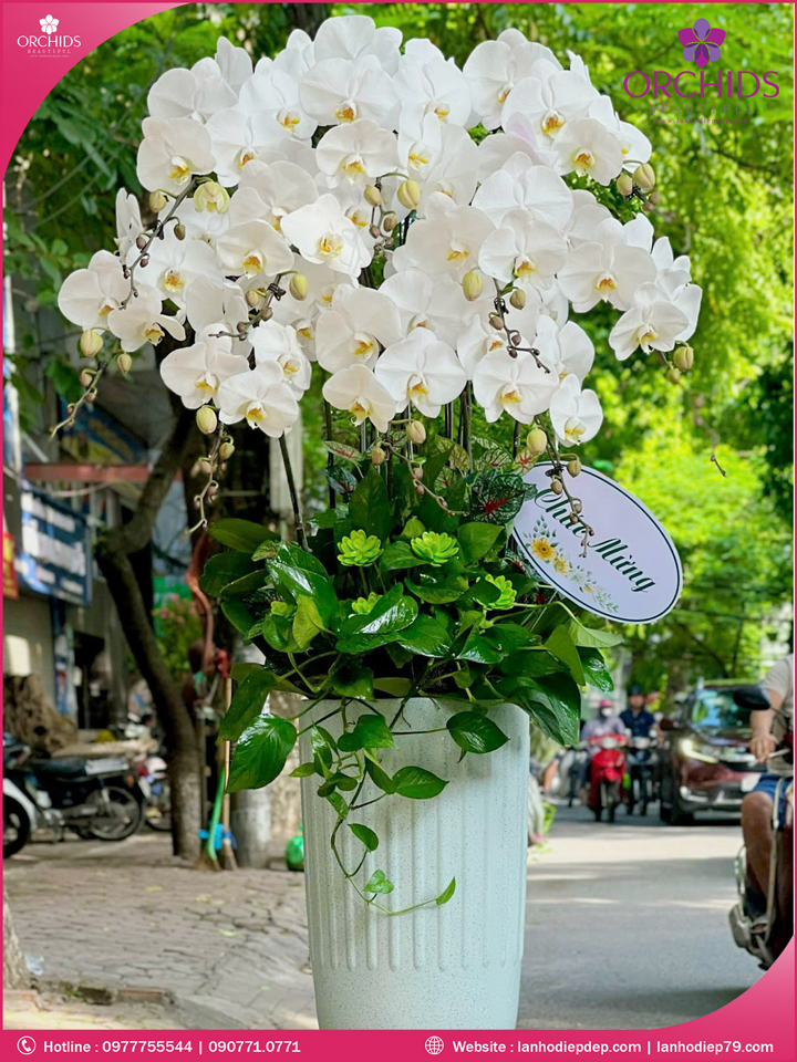 Chậu hoa lan hồ điệp trắng 10 cành