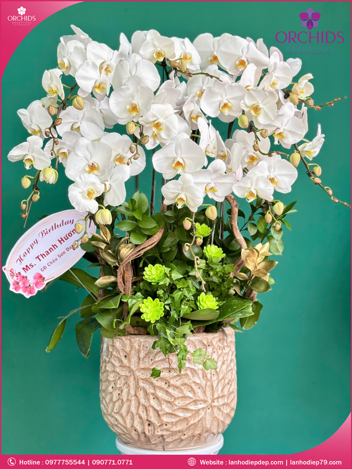 Chậu hoa lan hồ điệp trắng 10 cành