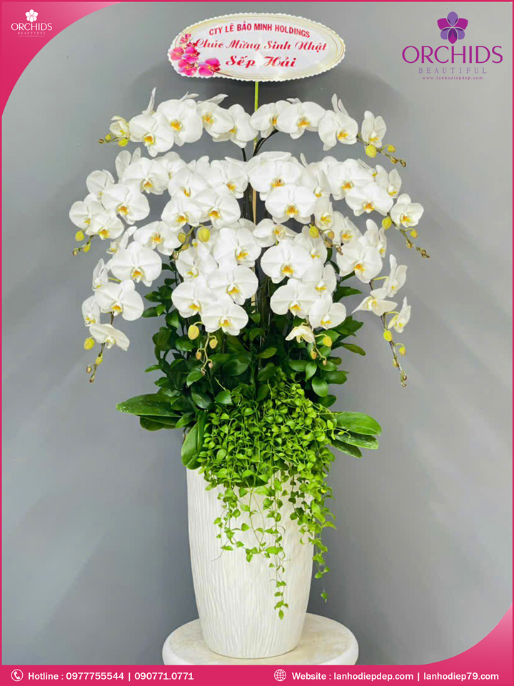 Chậu hoa lan hồ điệp trắng 10 cành