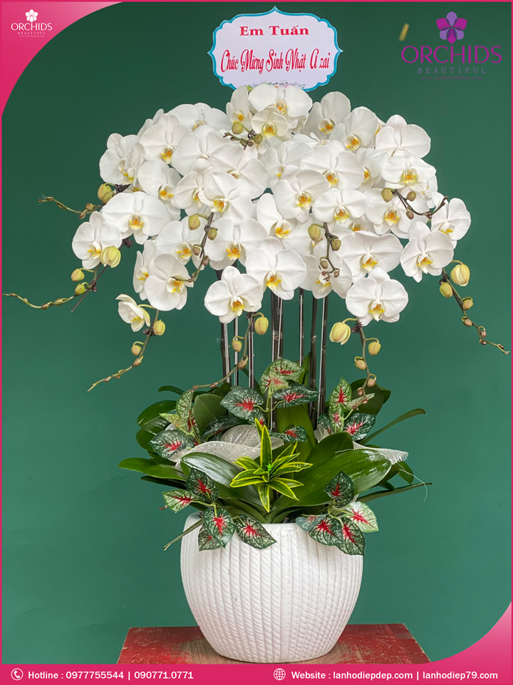 Chậu hoa lan hồ điệp trắng 10 cành