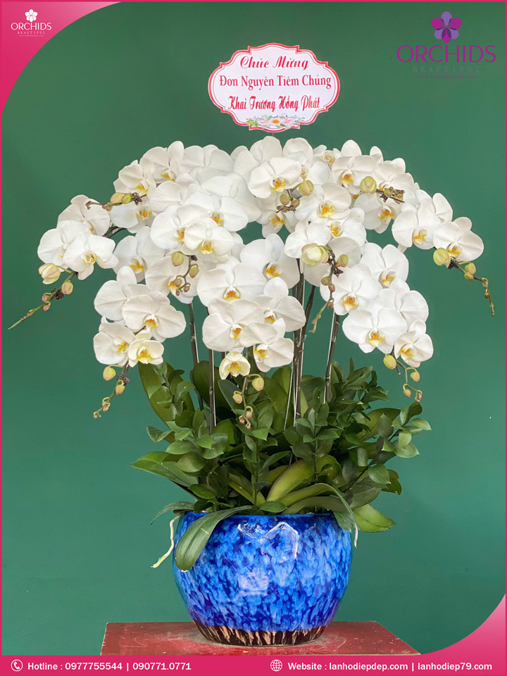 Chậu hoa lan hồ điệp trắng 10 cành