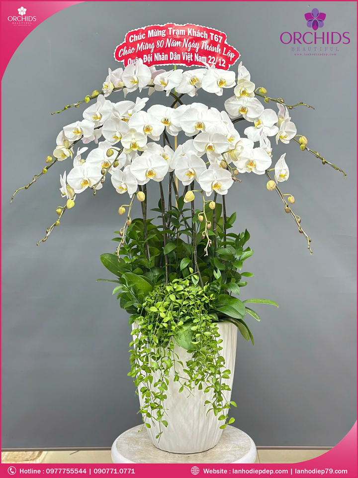 Chậu hoa lan hồ điệp trắng 10 cành