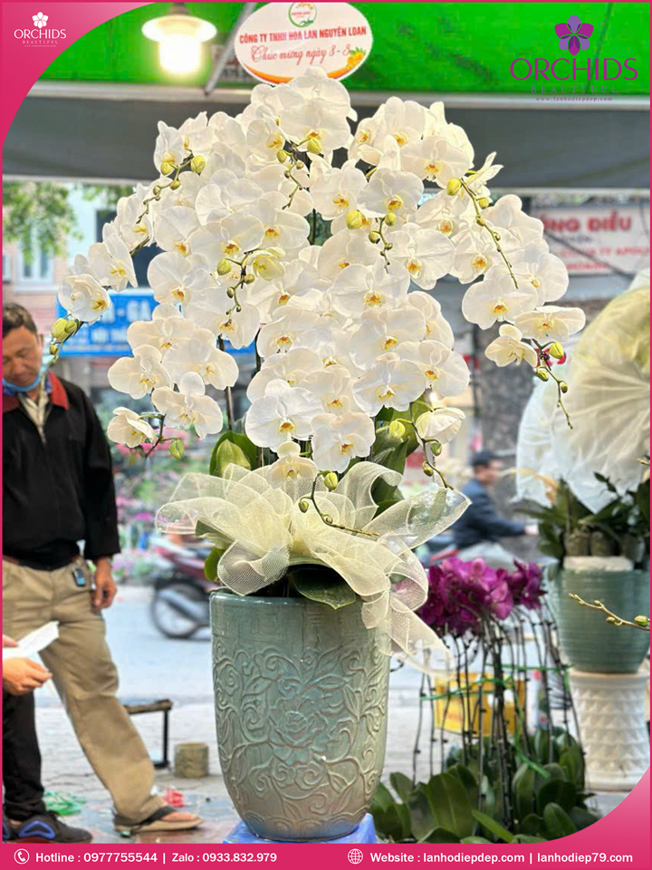 Chậu hoa lan hồ điệp trắng 10 cành