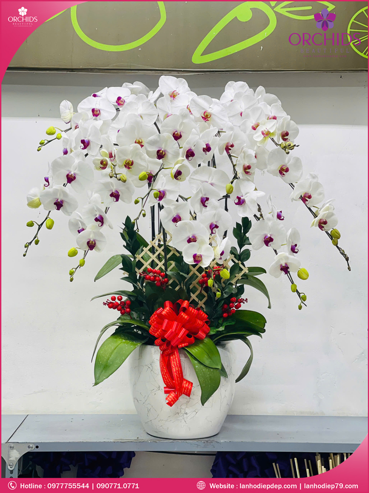 Chậu hoa lan hồ điệp trắng 10 cành