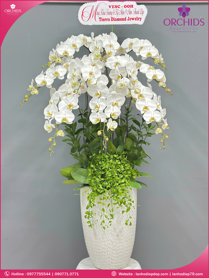 Chậu hoa lan hồ điệp trắng 10 cành