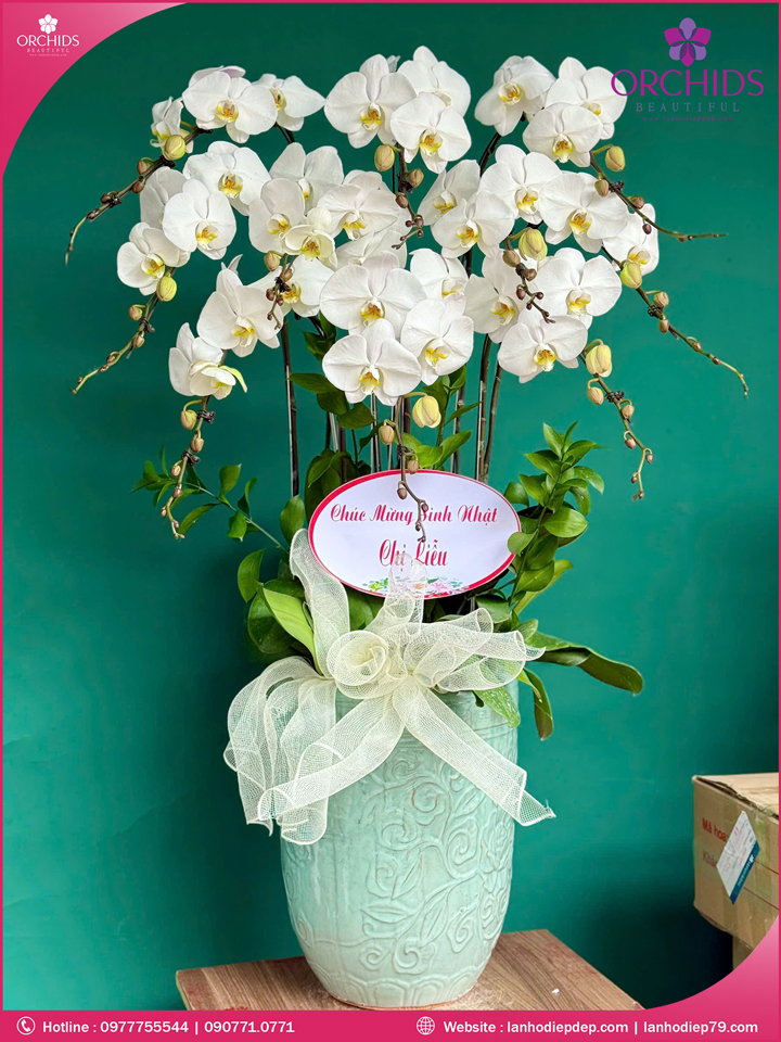 Chậu hoa lan hồ điệp trắng 10 cành