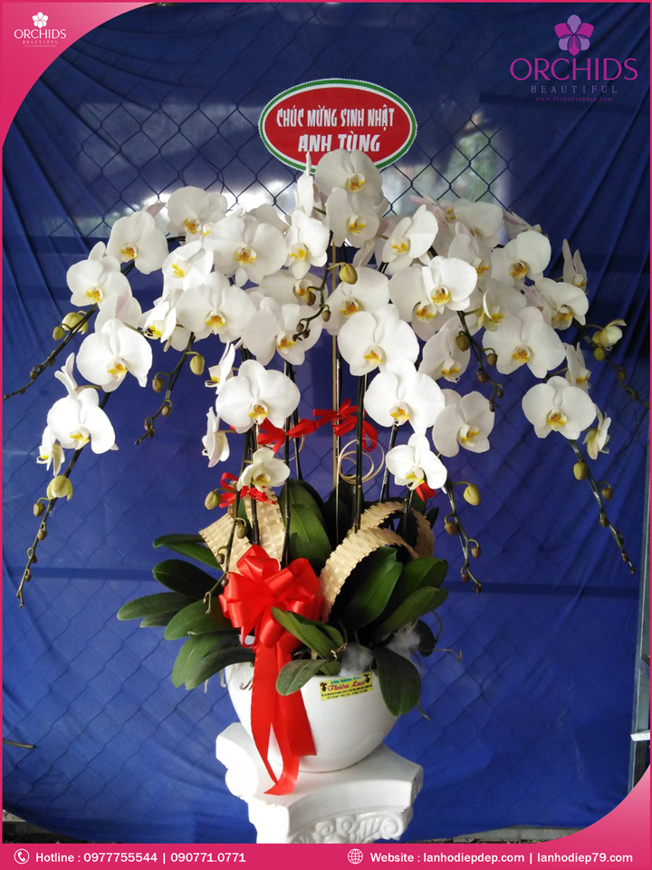 Chậu hoa lan hồ điệp trắng 10 cành