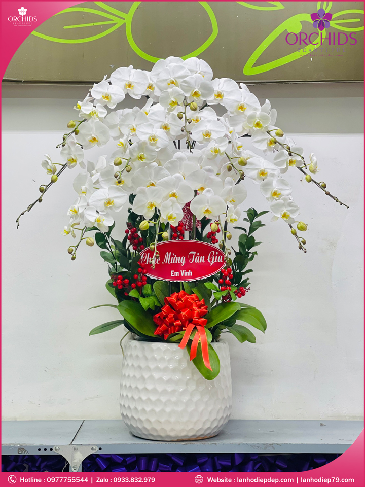 Chậu hoa lan hồ điệp trắng 10 cành TR367