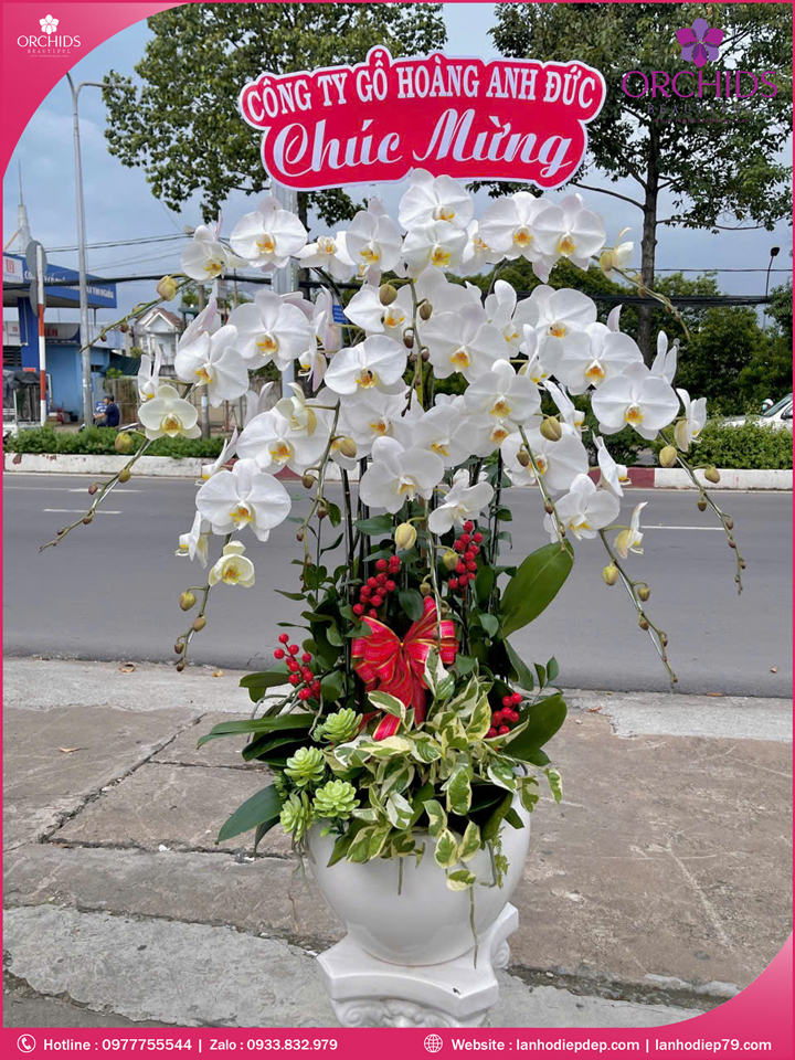 Chậu hoa lan hồ điệp trắng 10 cành TR369