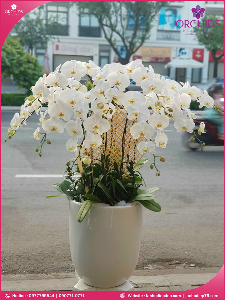 Chậu hoa lan hồ điệp trắng 10 cành
