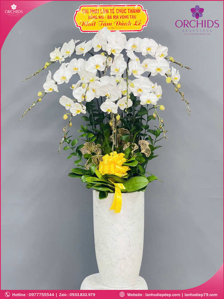 Chậu hoa lan hồ điệp trắng 10 cành TR370