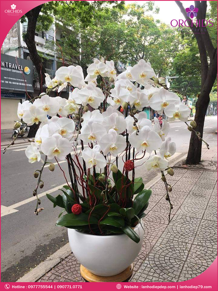 Chậu hoa lan hồ điệp trắng 10 cành