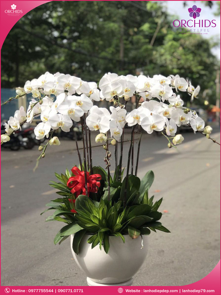 Chậu hoa lan hồ điệp trắng 10 cành