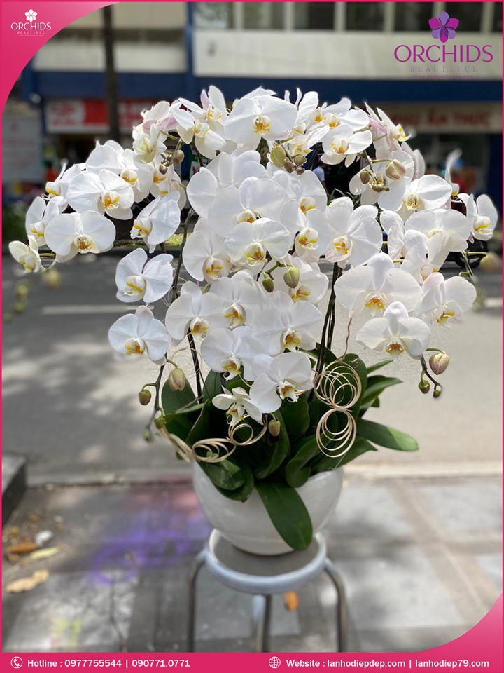 Chậu hoa lan hồ điệp trắng 10 cành