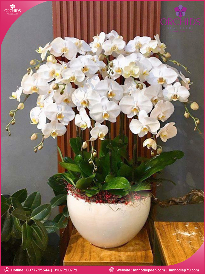 Chậu hoa lan hồ điệp trắng 10 cành