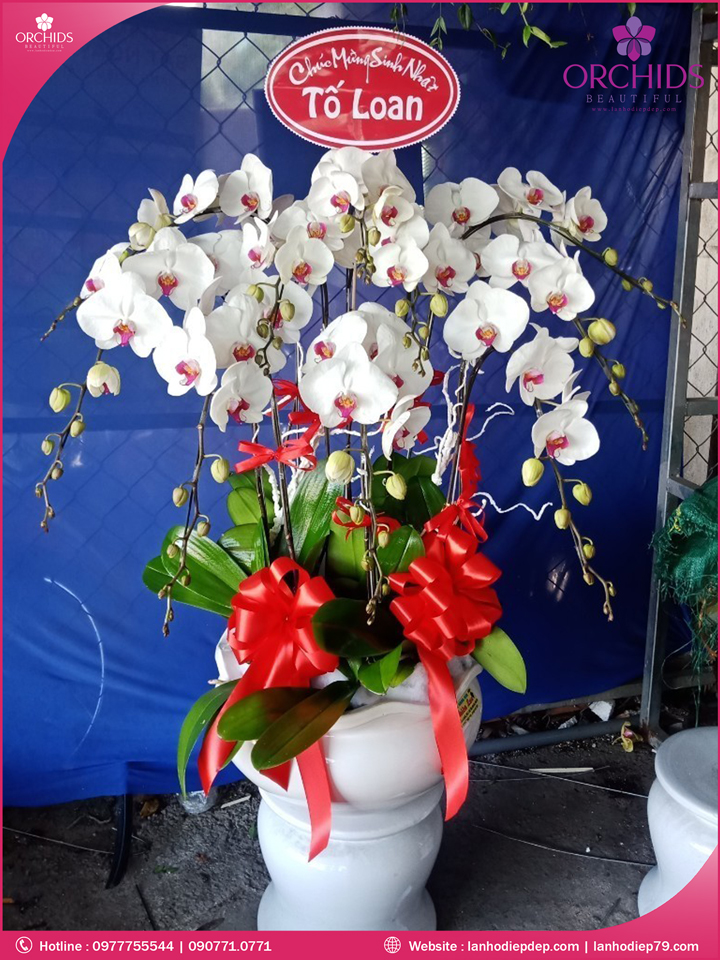 Chậu hoa lan hồ điệp trắng 10 cành