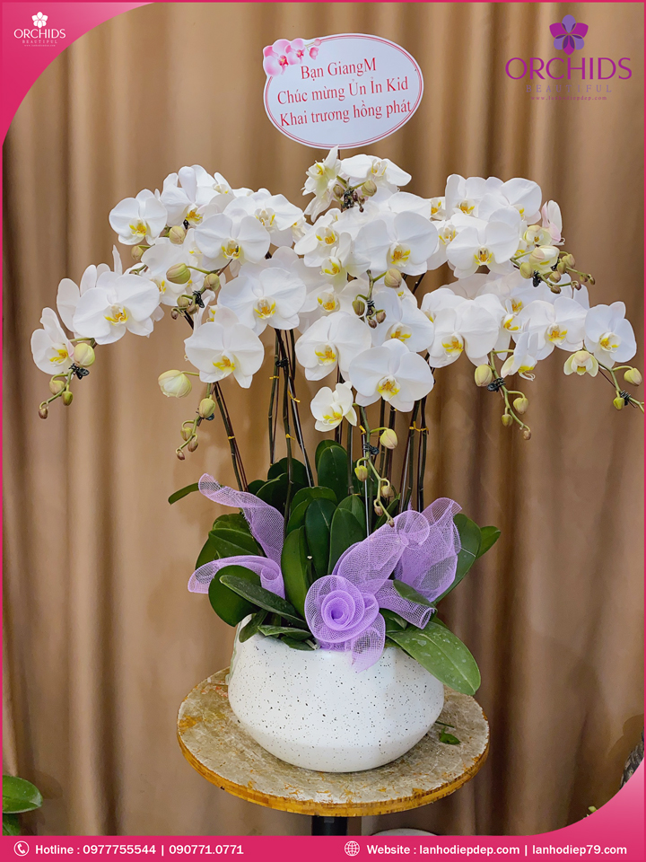 Chậu hoa lan hồ điệp trắng 11 cành