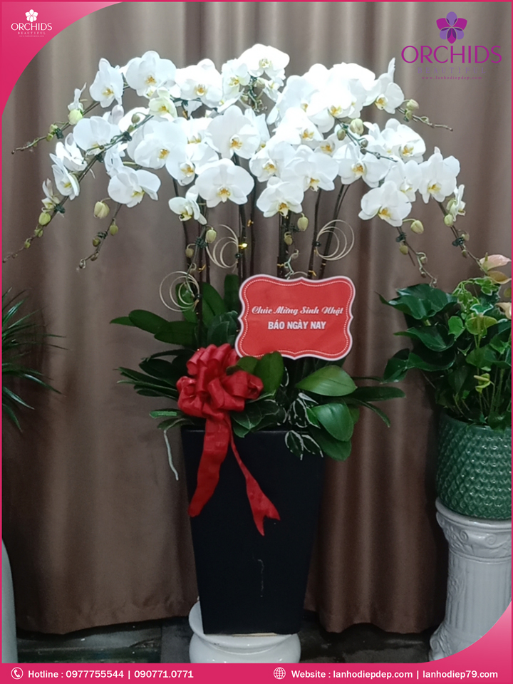 Chậu hoa lan hồ điệp trắng 11 cành
