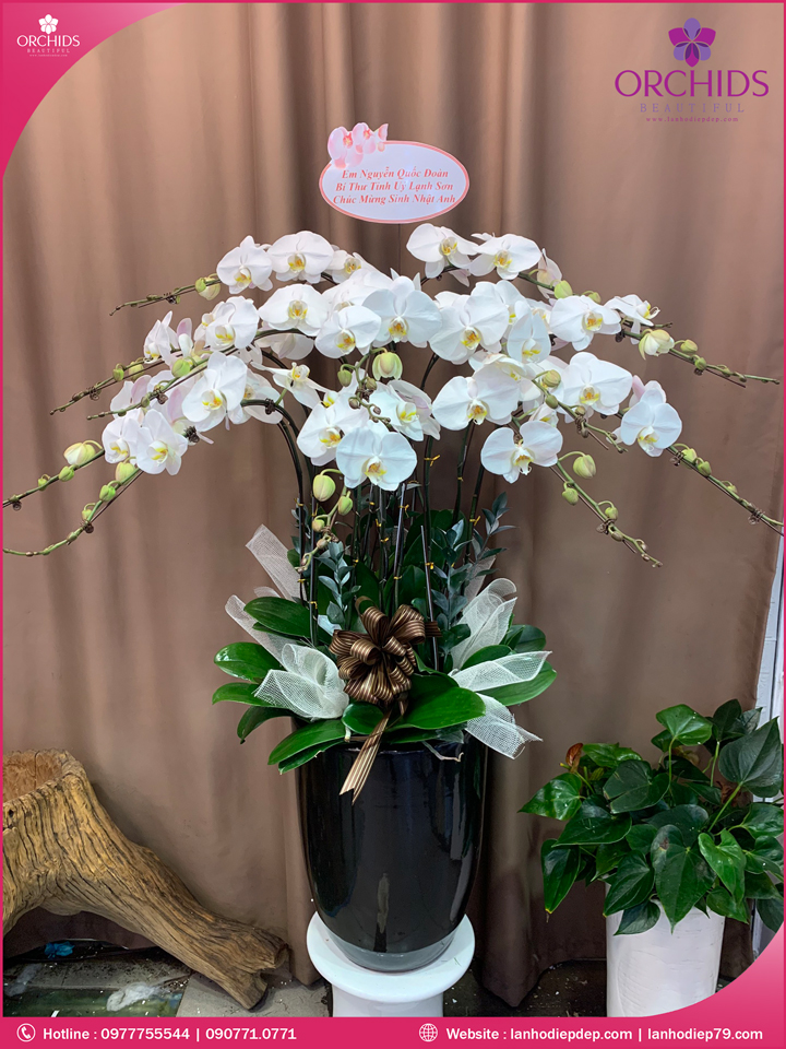 Chậu hoa lan hồ điệp trắng 12 cành