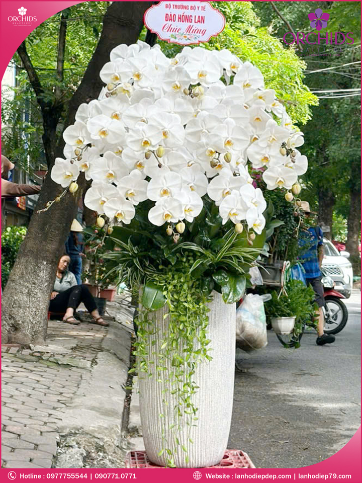 Chậu hoa lan hồ điệp trắng 12 cành