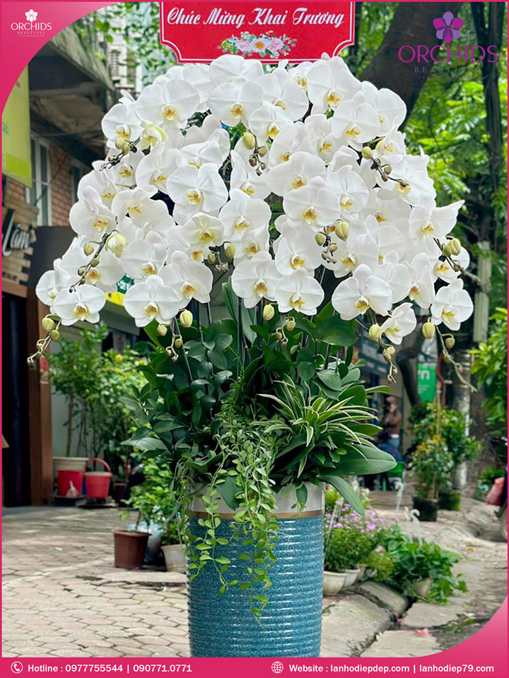 Chậu hoa lan hồ điệp trắng 12 cành
