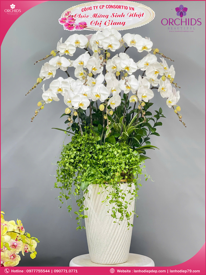 Chậu hoa lan hồ điệp trắng 12 cành