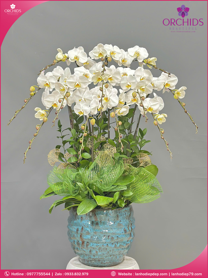 Chậu hoa lan hồ điệp trắng 12 cành TR385