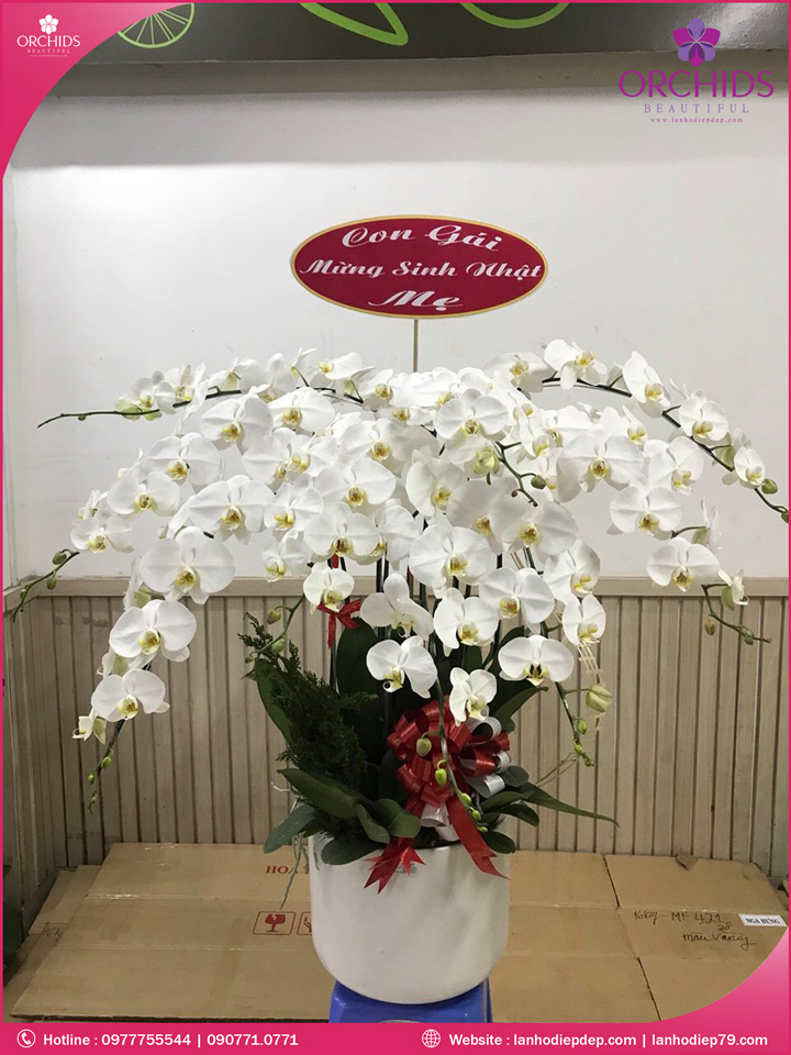 Chậu hoa lan hồ điệp trắng 12 cành