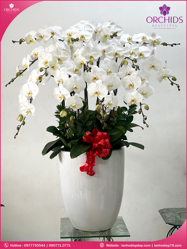 Chậu hoa lan hô điệp trắng 13 cành