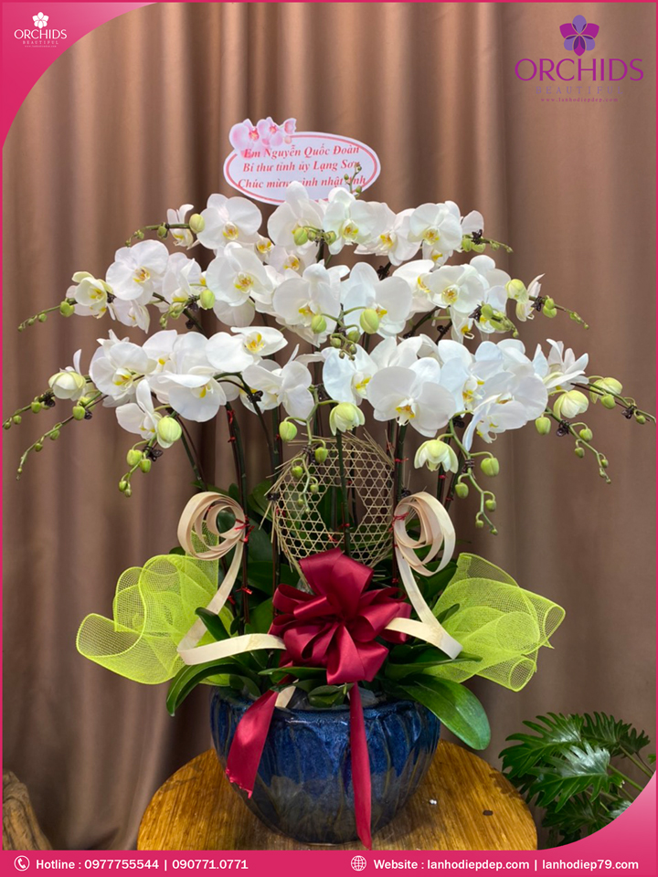 Chậu hoa lan hồ điệp trắng 15 cành.