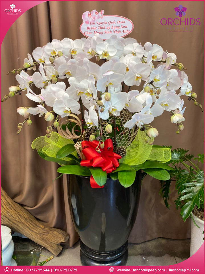 Chậu hoa lan hồ điệp trắng 15 cành